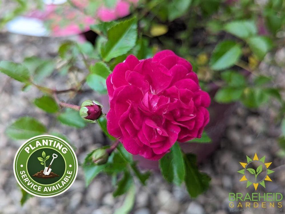 Easy El.® Little Mischief Rose