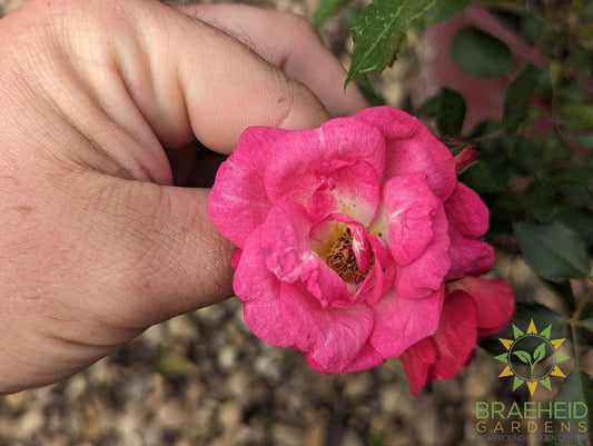 Easy El.® Sunrise Sunset Rose