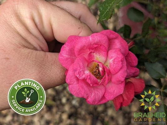 Easy El.® Sunrise Sunset Rose