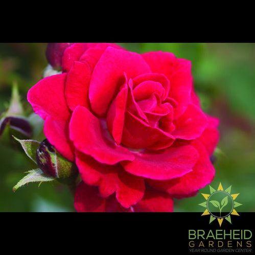 Easy El.® Super Hero Rose