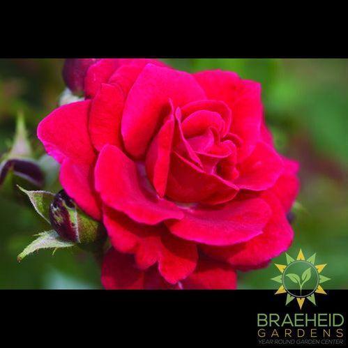 Easy El.® Super Hero Rose