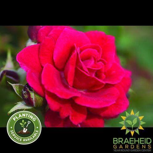 Easy El.® Super Hero Rose