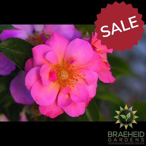 Easy El.® All the Rage Rose