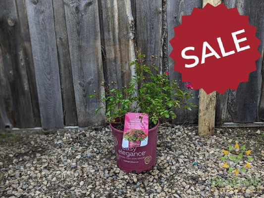 Easy El.® Little Mischief Rose