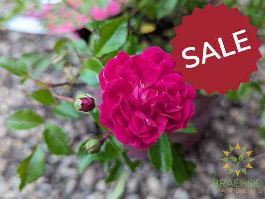 Easy El.® Little Mischief Rose