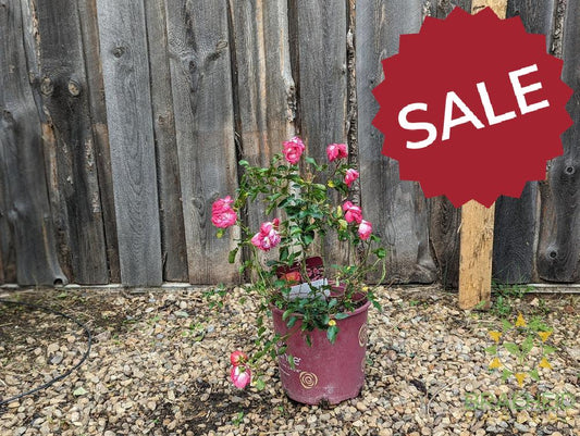 Easy El.® Sunrise Sunset Rose