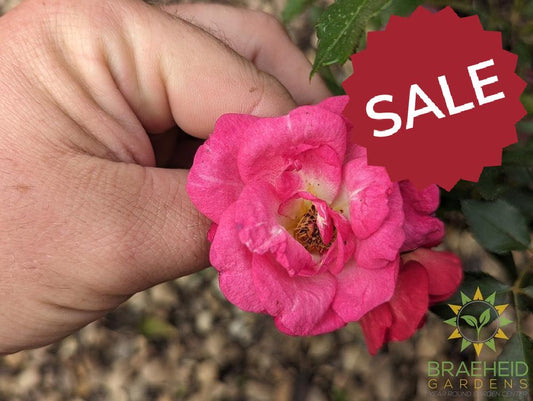 Easy El.® Sunrise Sunset Rose