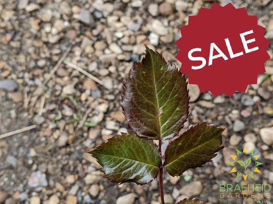 Easy El.® Super Hero Rose