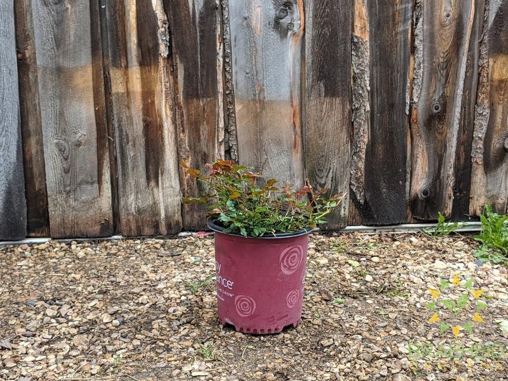 Easy El.® Super Hero Rose