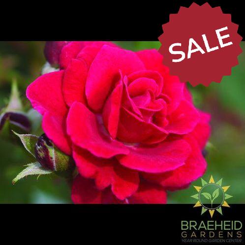 Easy El.® Super Hero Rose