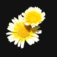 Edible (Chinese) Chrysanthemum