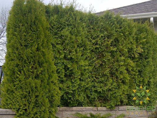 Emerald Cedar