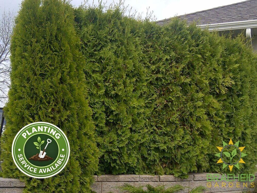 Emerald Cedar