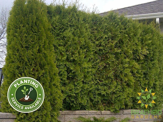 Emerald Cedar