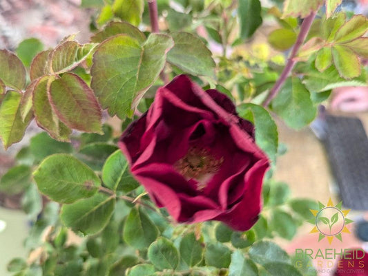 Emily Carr Rose