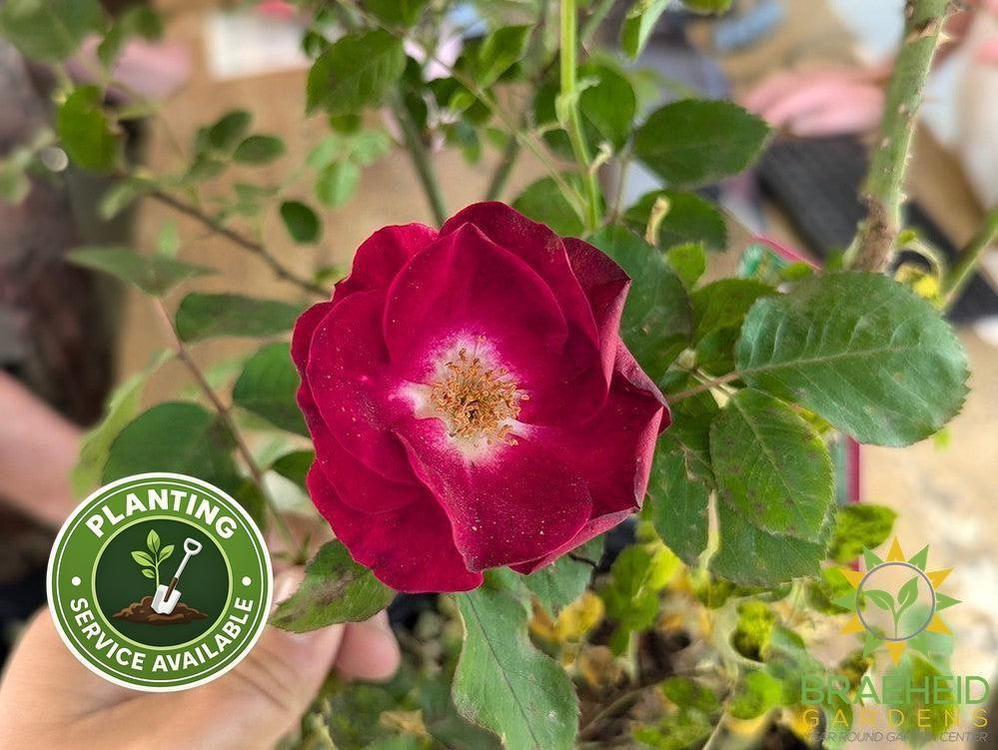 Emily Carr Rose