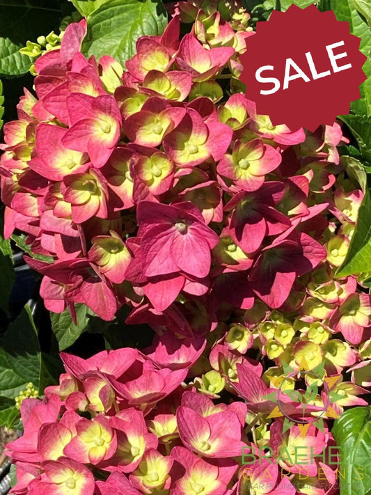 Endless Summer Bloomstruck Hydrangea