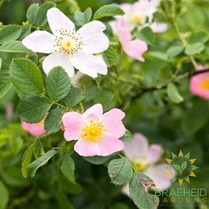 English Wild Rose