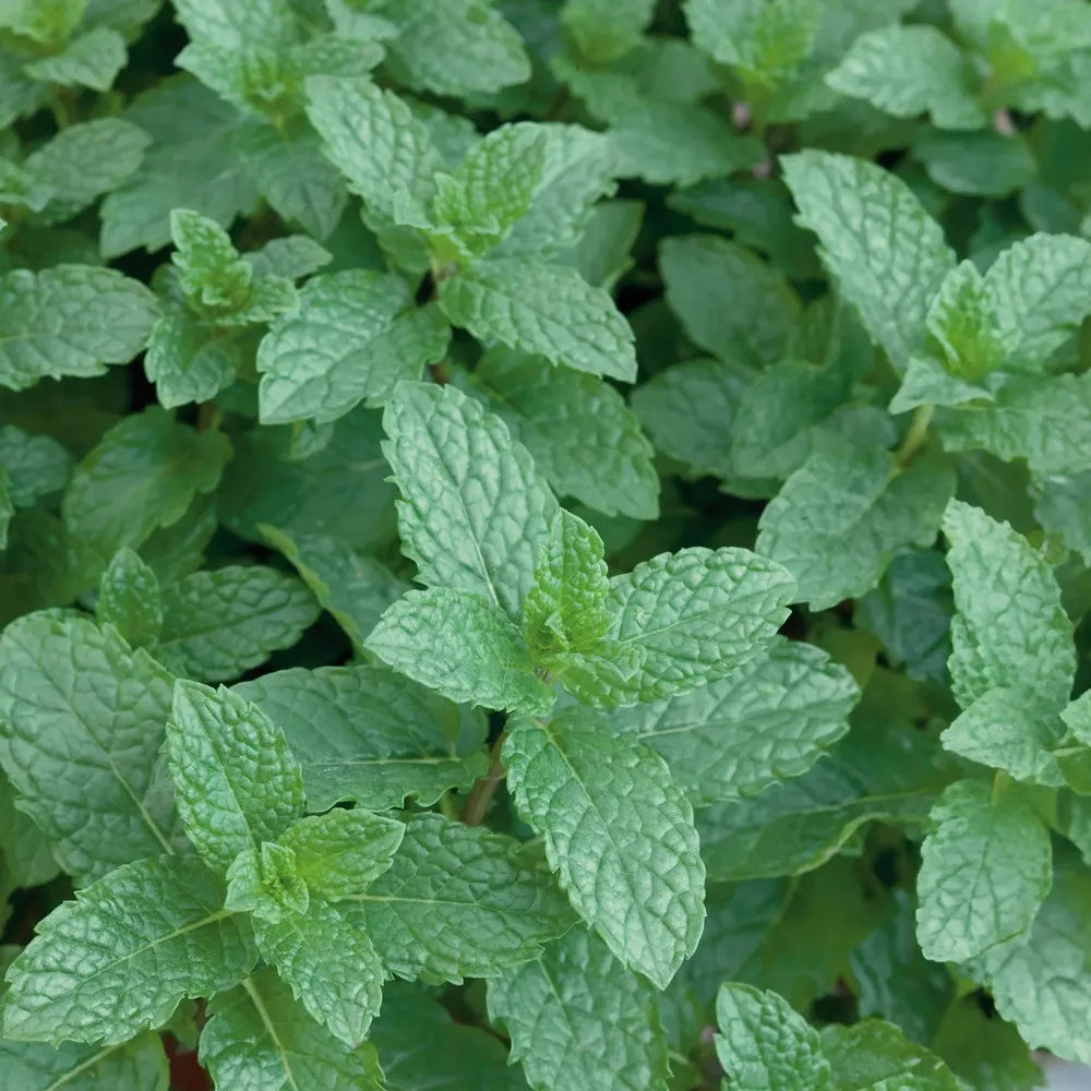 English Spearmint Rootstock
