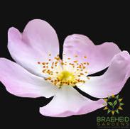 English Wild Rose