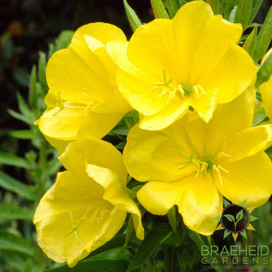 Evening Primrose