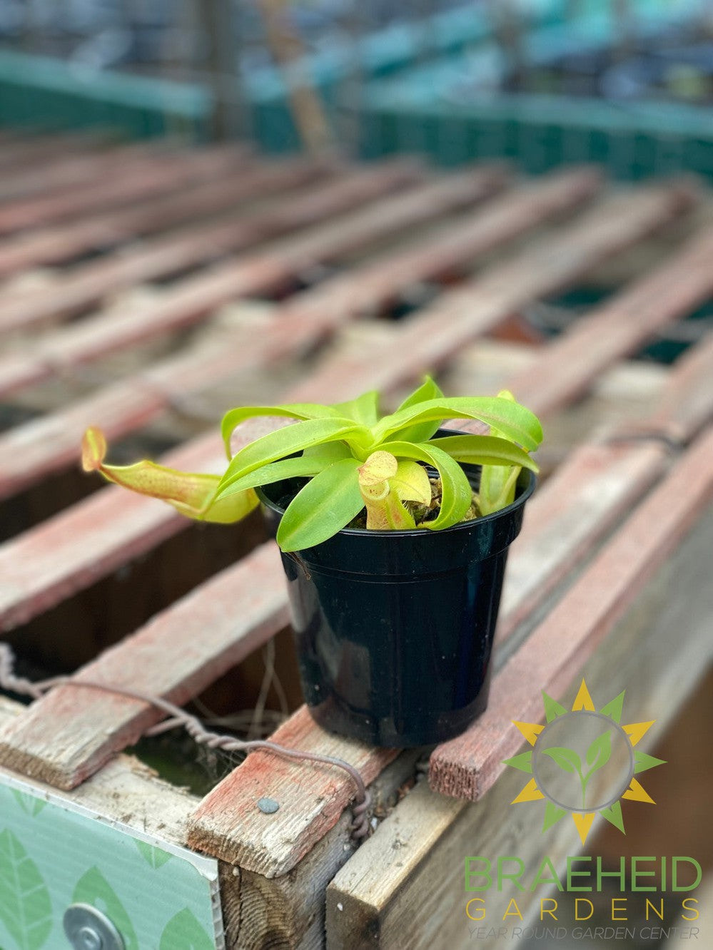 Tropical Pitcher Plant - Nepenthes Sanguinea