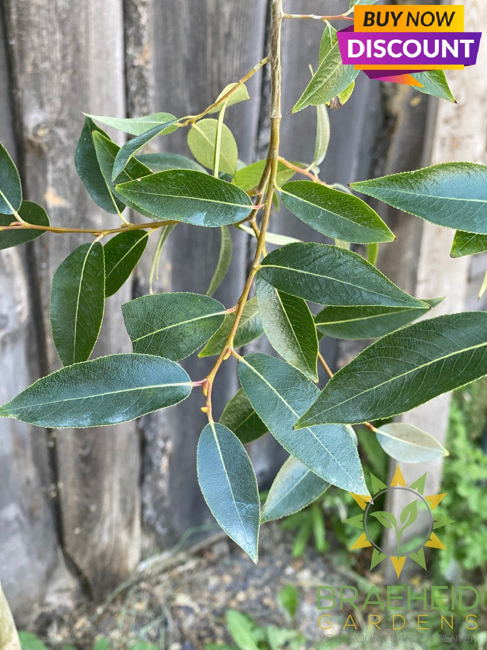 Prairie Reflection® Laurel Willow