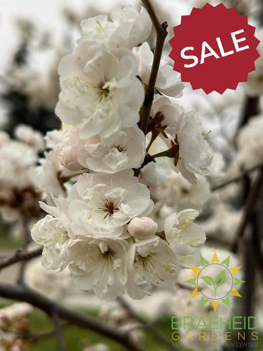 Princess Kay Plum- Tree for sale, Grown in Grande Prairie -Braeheid Gardens Ltd. on Emerson Trail