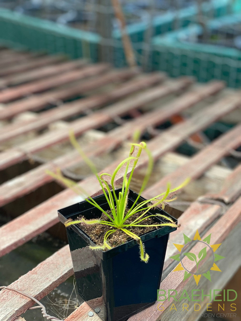 Sundew - Drosera Capensis Alba Cape