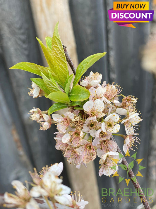 Pipestone Plum