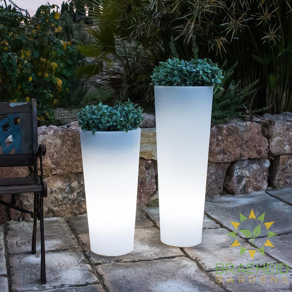 Ficus<br> Solar & Rechargeable