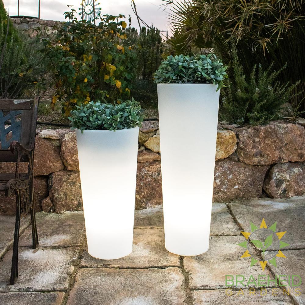 Ficus<br> Solar & Rechargeable