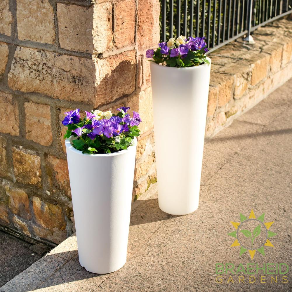 Ficus<br> Solar & Rechargeable