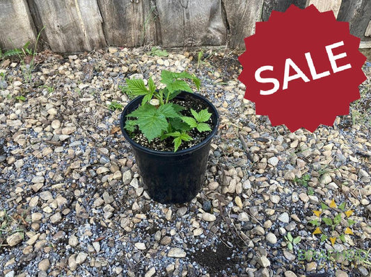 Buy Fall Gold Raspberry an Edible Shrub in Grande Prairie Alberta - Braeheid Gardens Ltd.