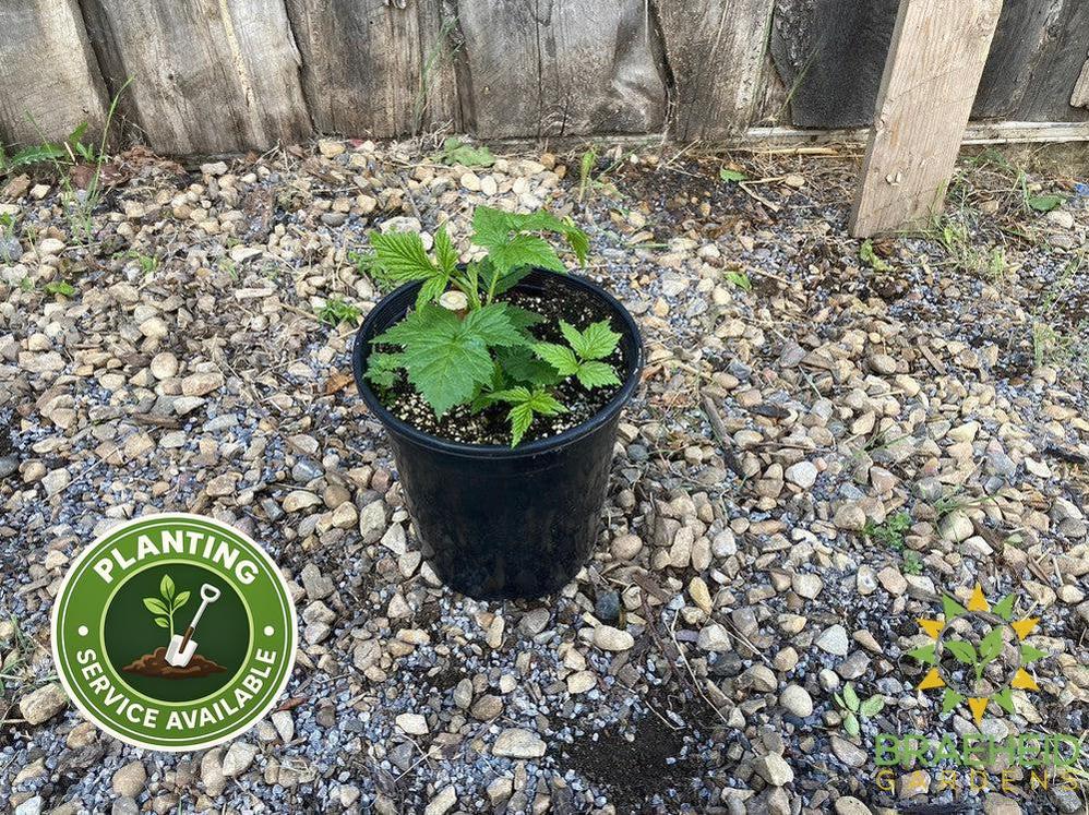 Buy Fall Gold Raspberry an Edible Shrub in Grande Prairie Alberta - Braeheid Gardens Ltd.