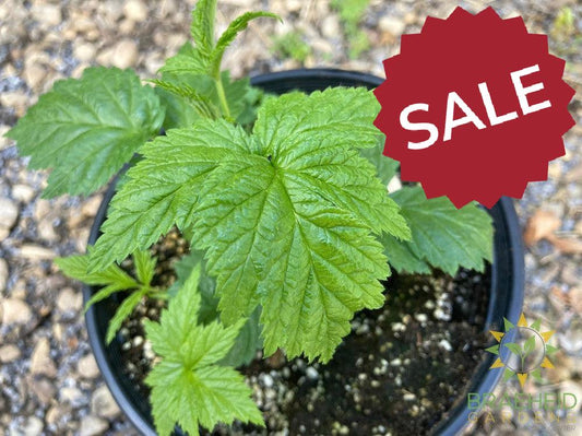 Buy Fall Gold Raspberry an Edible Shrub in Grande Prairie Alberta - Braeheid Gardens Ltd.