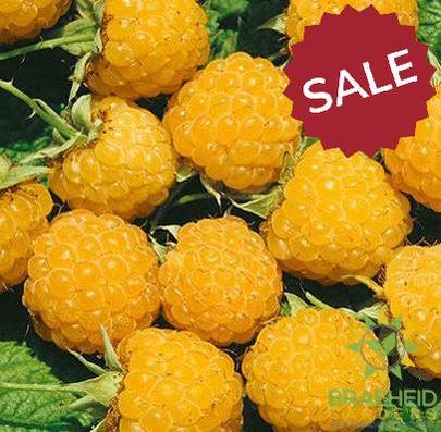 🍓 Auction #2 – From Yard to Table: Cherries, Plums & Berries