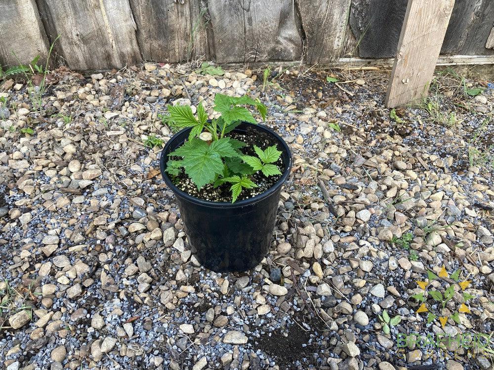 Buy Fall Gold Raspberry an Edible Shrub in Grande Prairie Alberta - Braeheid Gardens Ltd.