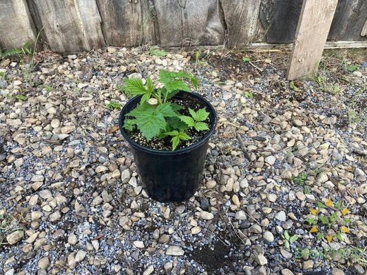 Buy Fall Gold Raspberry an Edible Shrub in Grande Prairie Alberta - Braeheid Gardens Ltd.