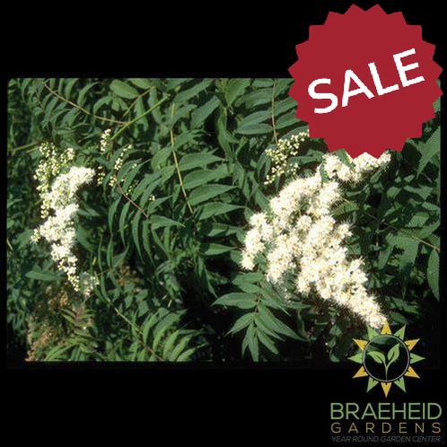 False or Ash Leaf Spirea