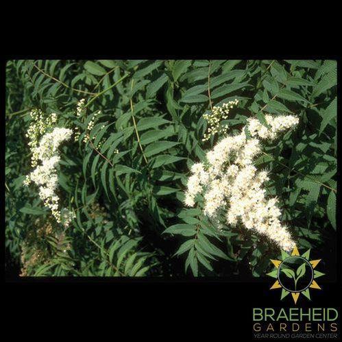 False or Ash Leaf Spirea
