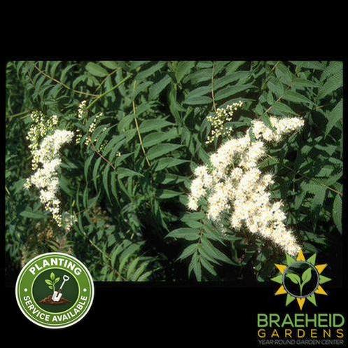 False or Ash Leaf Spirea