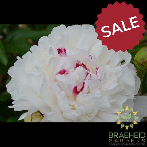Festiva Maxima Peony - NO SHIP -
