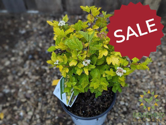 Festivus Gold Ninebark