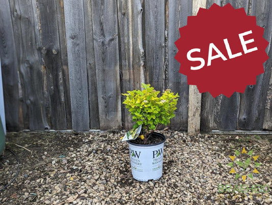 Festivus Gold Ninebark