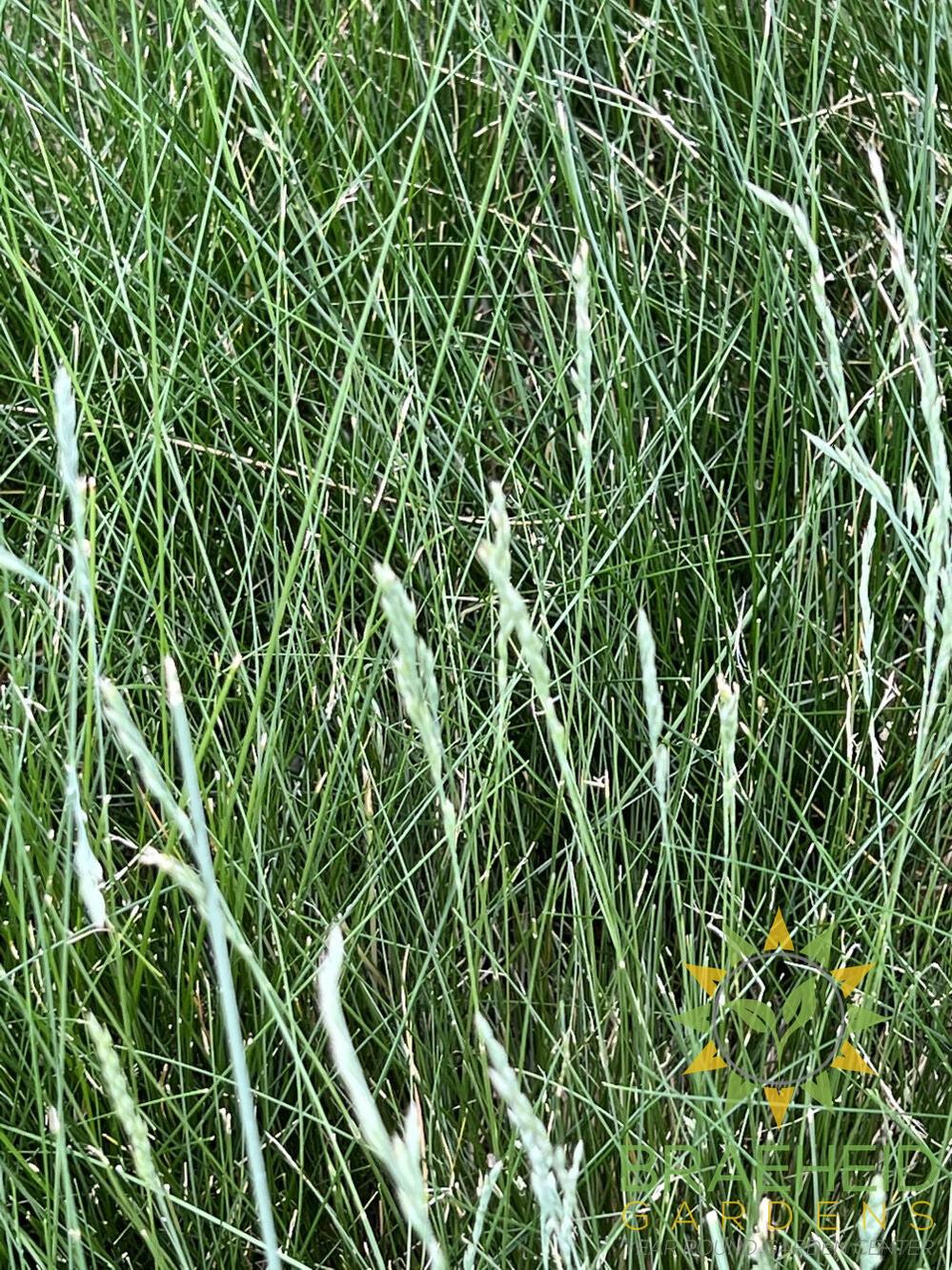 Idaho Fescue