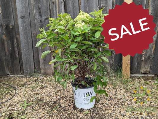 Fire Light Tidbit Hydrangea