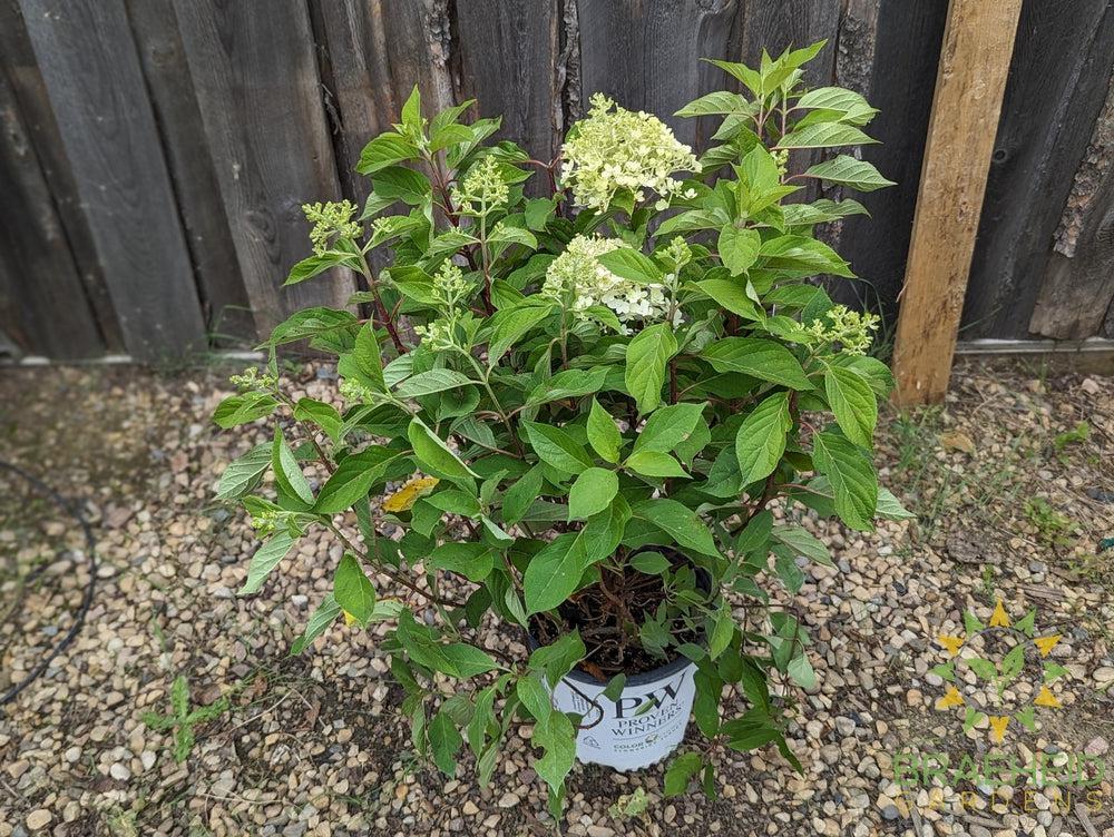 Fire Light Tidbit Hydrangea