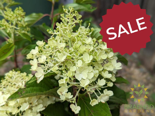 Fire Light Tidbit Hydrangea