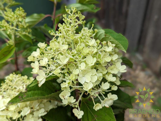 Fire Light Tidbit Hydrangea